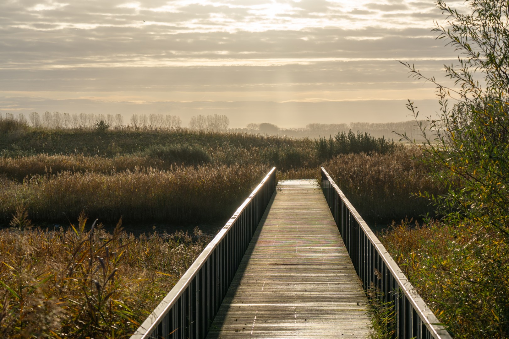 Loopbrug in natuurgebied Waterdunen bij Breskens